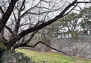 NAGOYA - Le Chateau- 09.01.2024 - 05